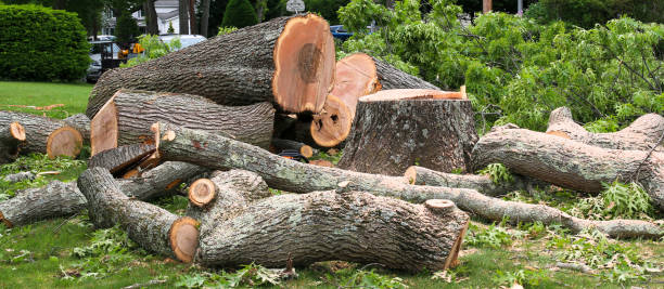 How Our Tree Care Process Works  in  Grand Ledge, MI