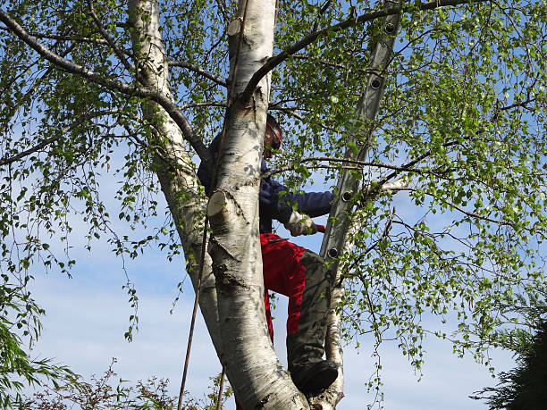 Best Tree Risk Assessment  in Grand Ledge, MI