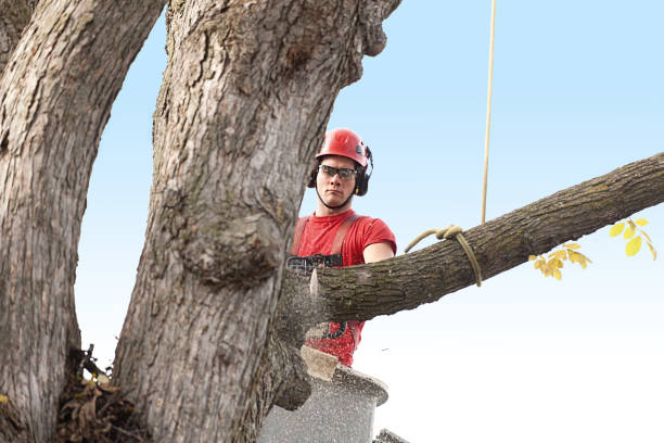 Best Emergency Tree Removal  in Grand Ledge, MI